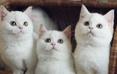 科学养猫，从这里开始 - 猫生指南