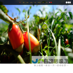 罐装番茄/罐装西红柿/欧洲红金西红柿/欧洲红金番茄 | 来自欧洲的红金 | 完美的艺术,保留在你的桌子上。